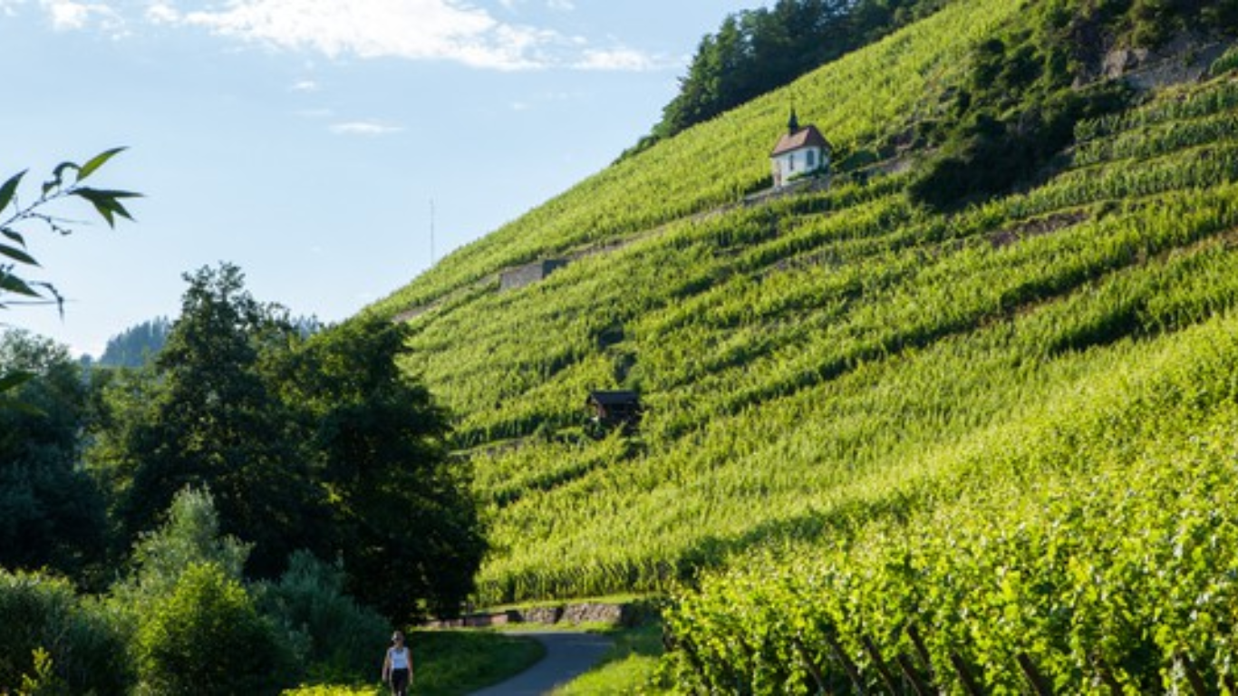 Ultimate Guide to Wine Travel